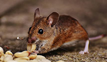 24 Hour & Emergency Exterminators in Beckley, WV